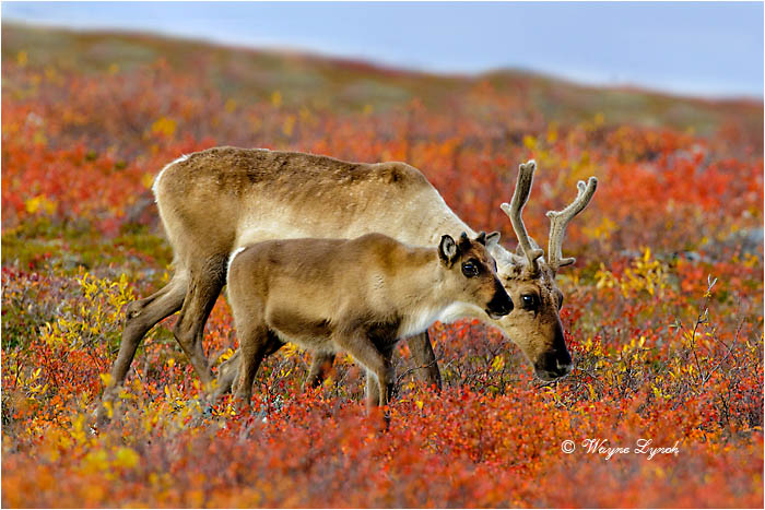 Caribou Mother & Calf 101 by Dr. Wayne Lynch &copy;